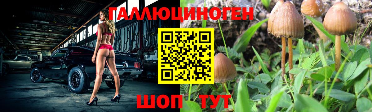 Псилоцибиновые грибы Psilocybe Крымск